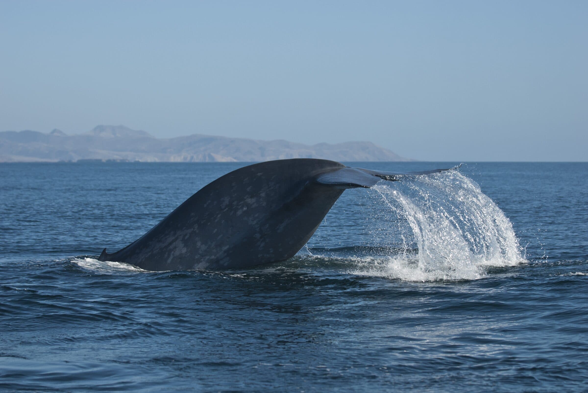 Blue whale lifting its tail flukes above the ocean near California's Channel Islands