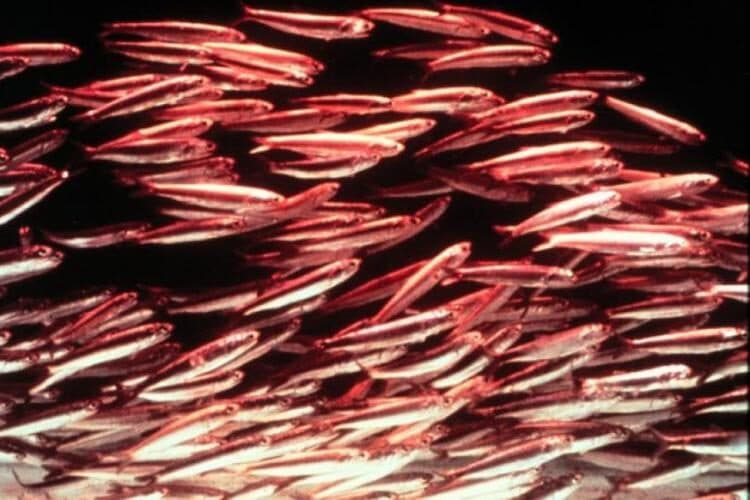 A dense school of northern anchovies illuminated underwater