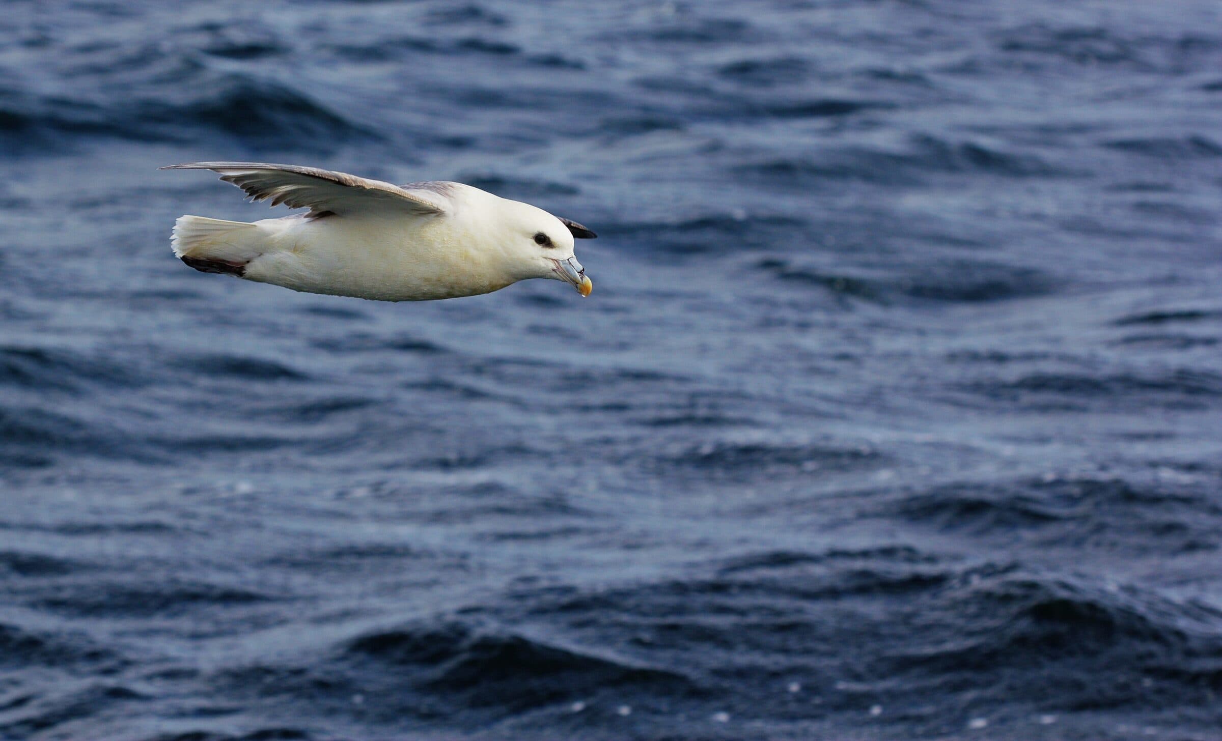 Northern fulmar flying low over dark-blue ocean water
