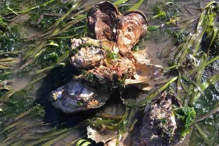 A cluster of Pacific oysters growing among green eelgrass