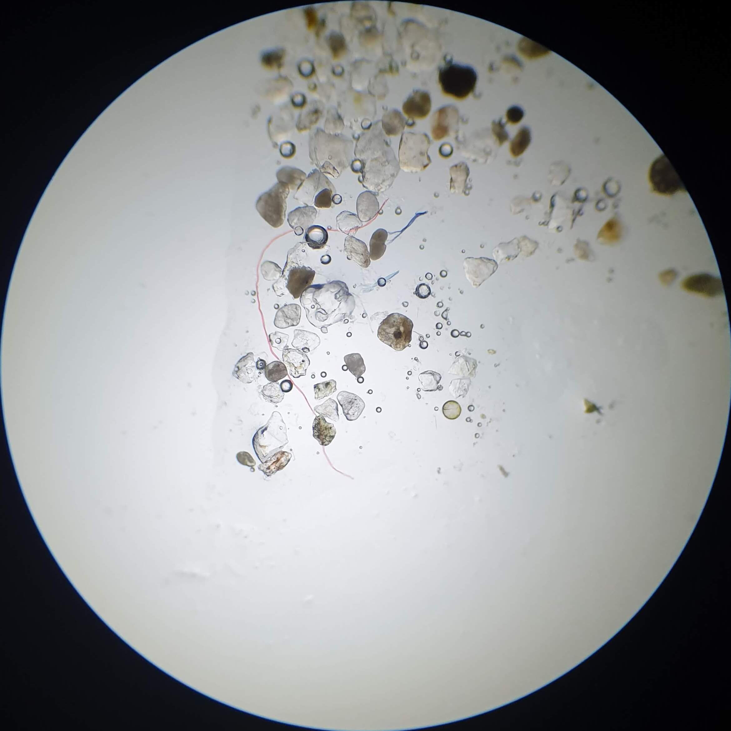 Microscope view of synthetic microplastic fibres mixed with beach sand at 40x magnification