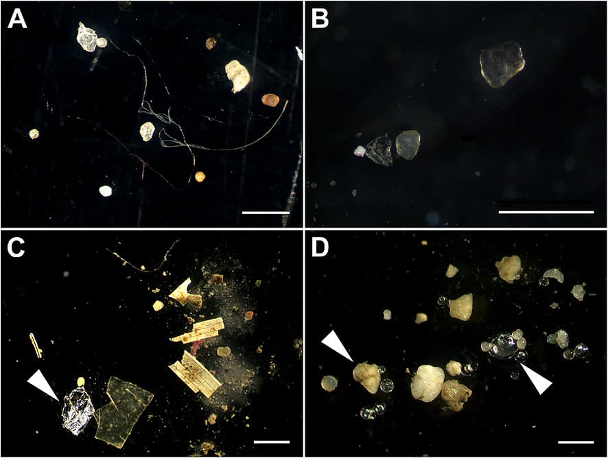 Four microscope panels showing plastic filaments, fragments and spheres recovered from river sediment, each with a one-millimetre scale bar