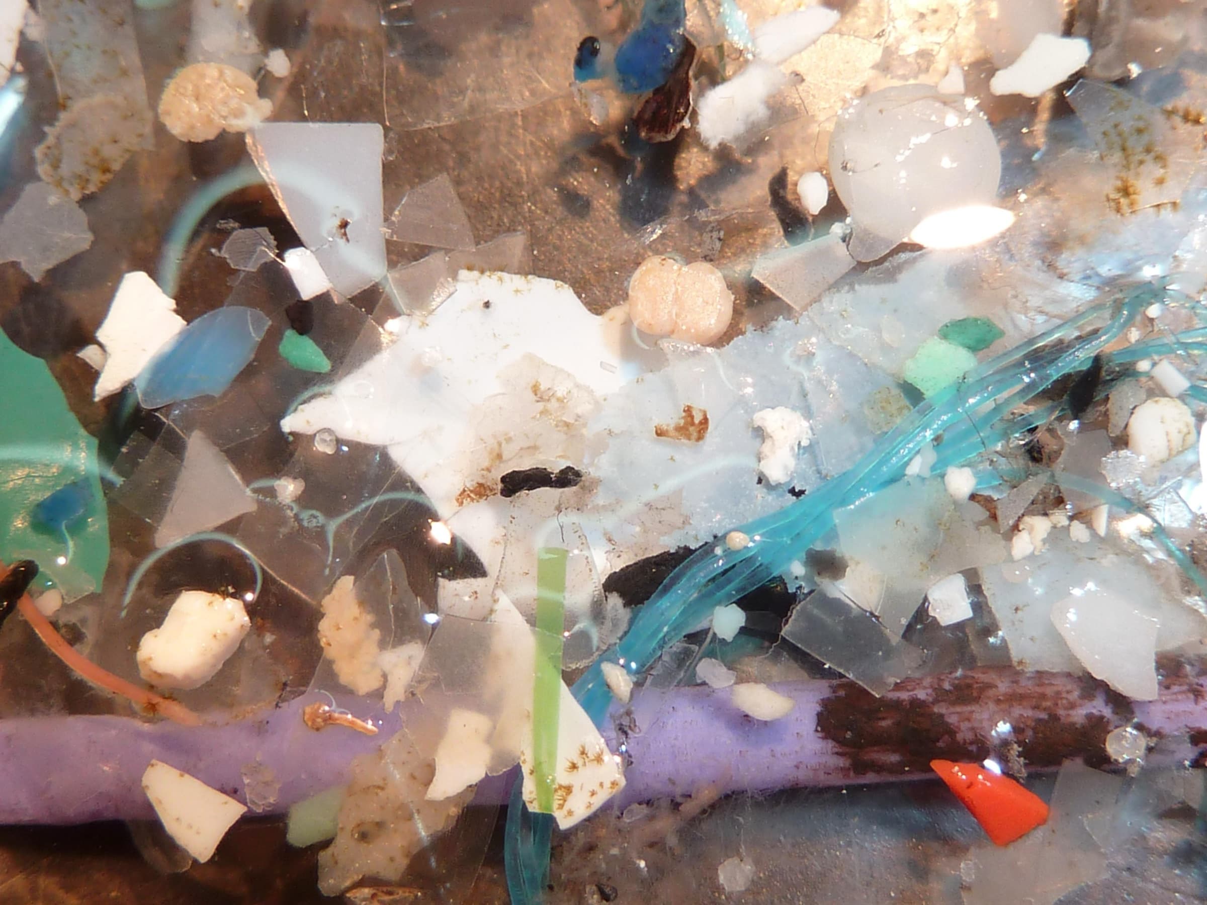 Close-up of coloured plastic films, fragments, fibres and a foam bead collected in a plankton net